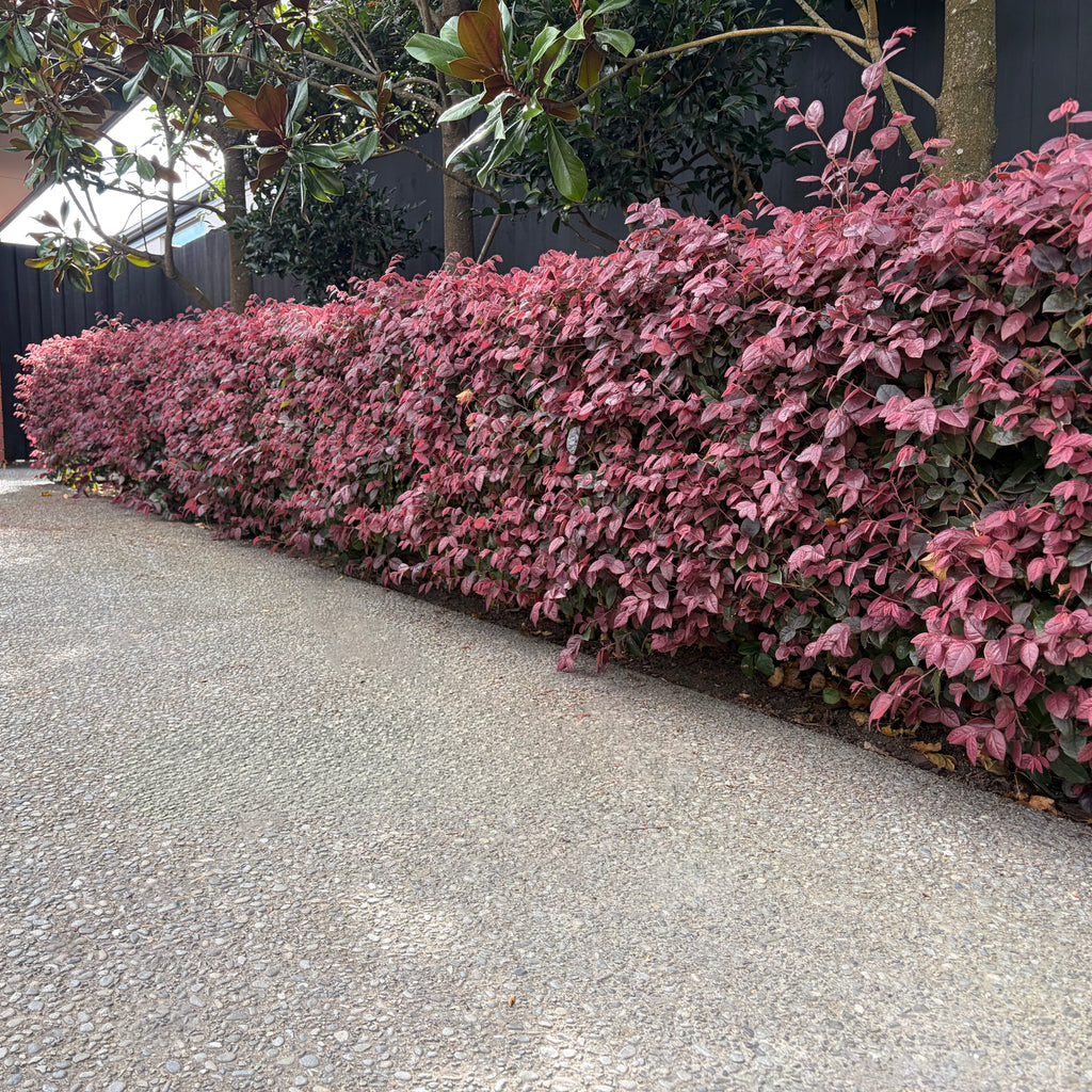 Loropetalum plum gorgeous Image