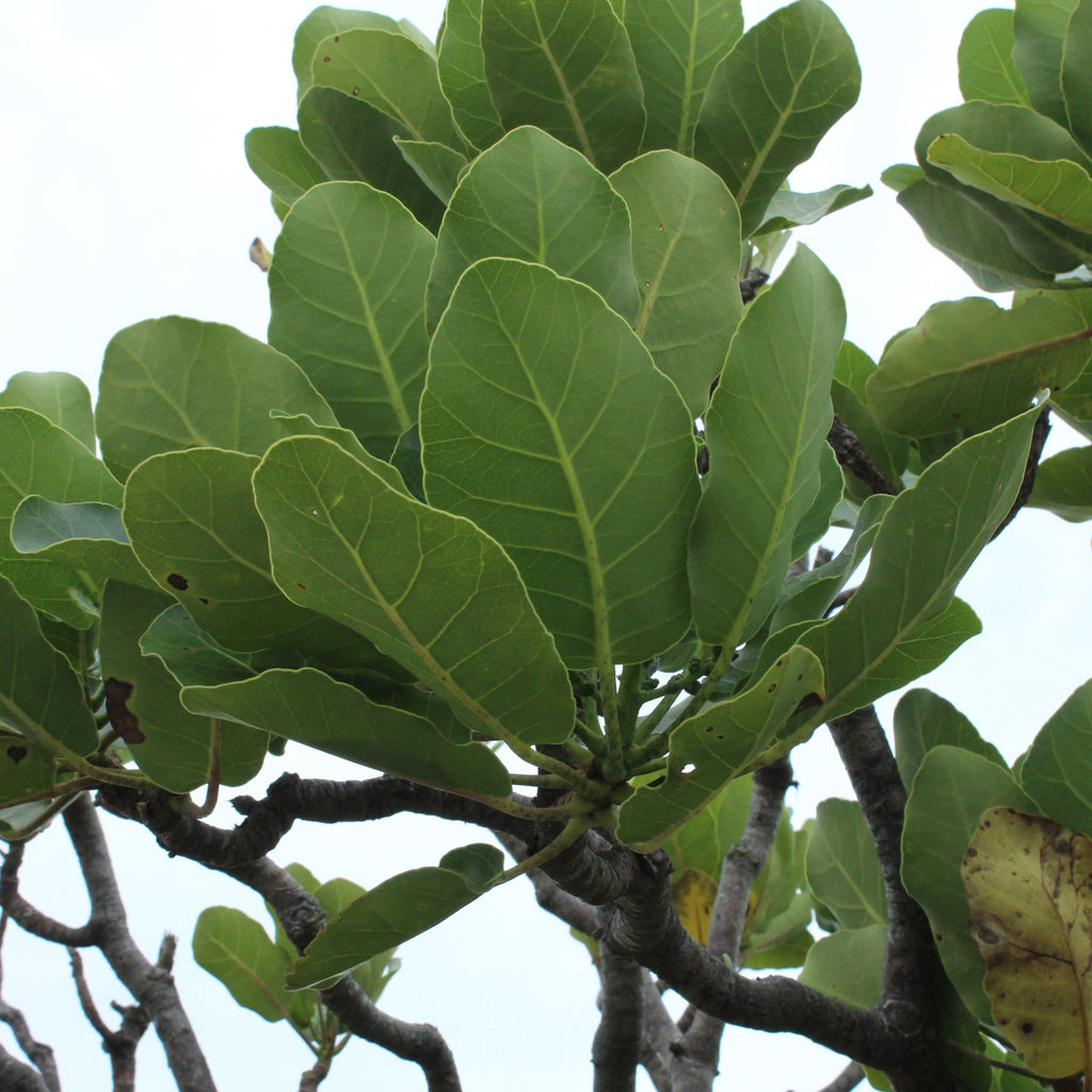 Meryta sinclairii Image