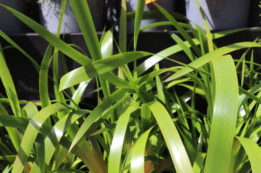 Machaerina sinclairii