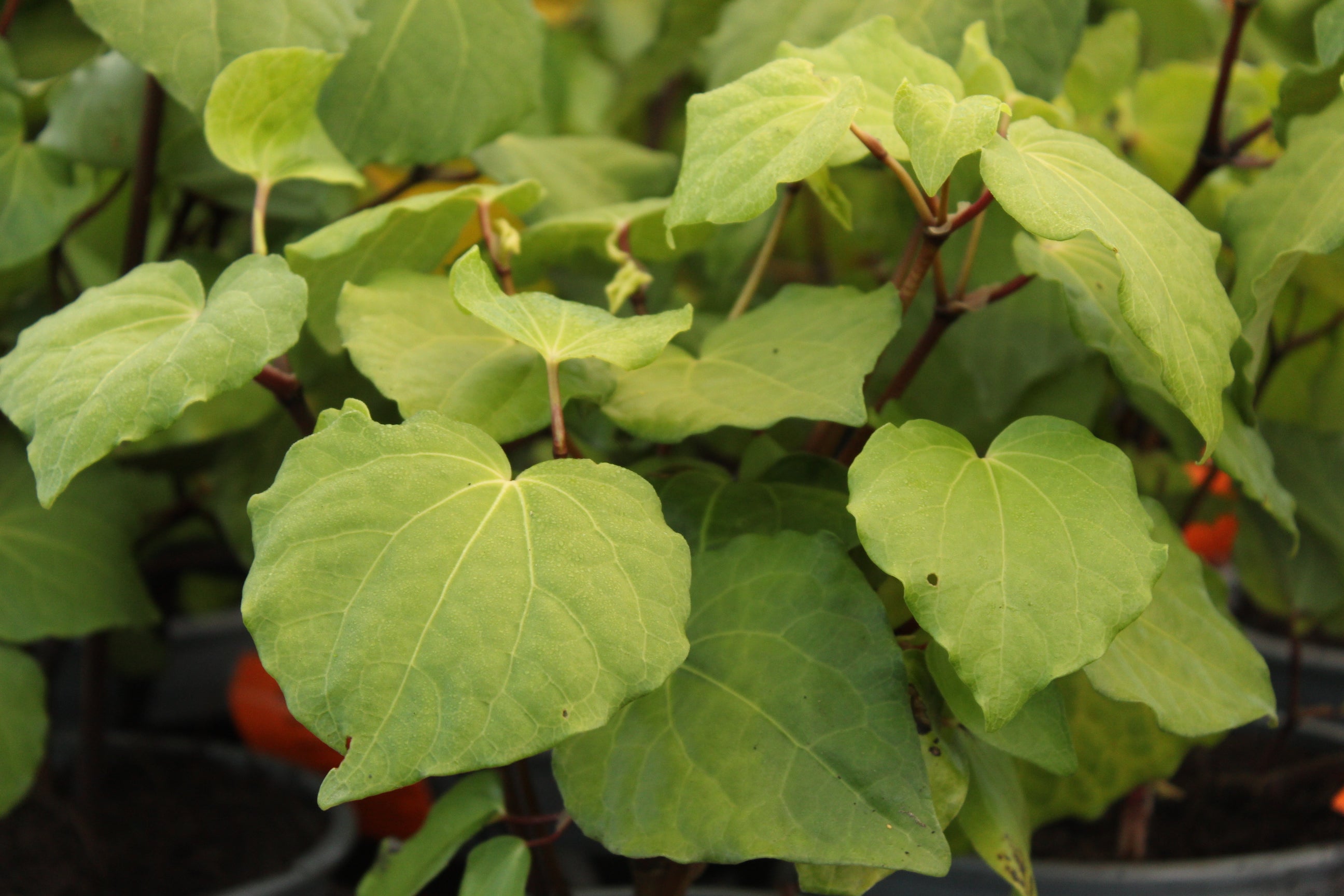 Macropiper excelsum – Texture Plants, Landscapes, Lush Lawns Christchurch