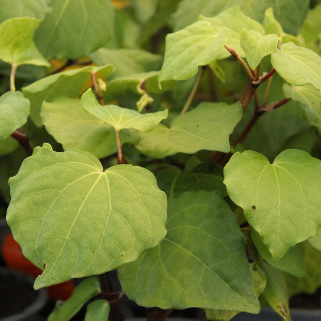 Macropiper excelsum Image