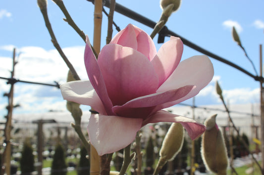Magnolia Iolanthe