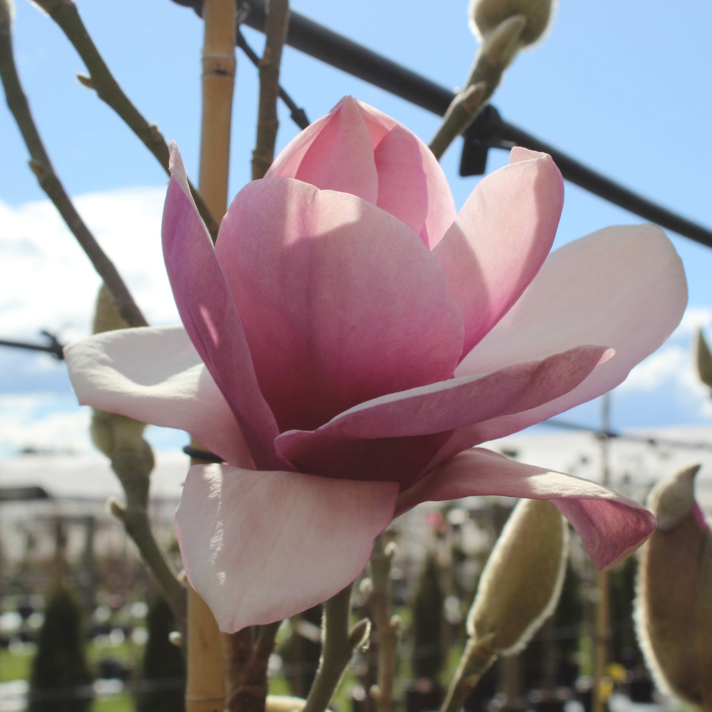 Magnolia Iolanthe Image