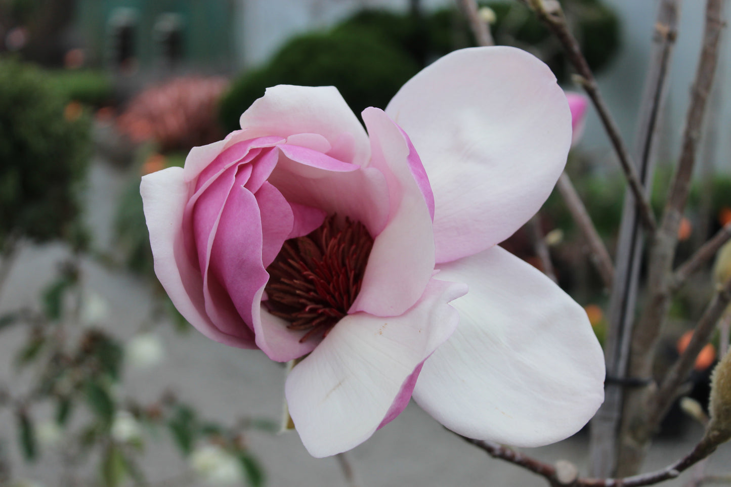 Magnolia Iolanthe 2