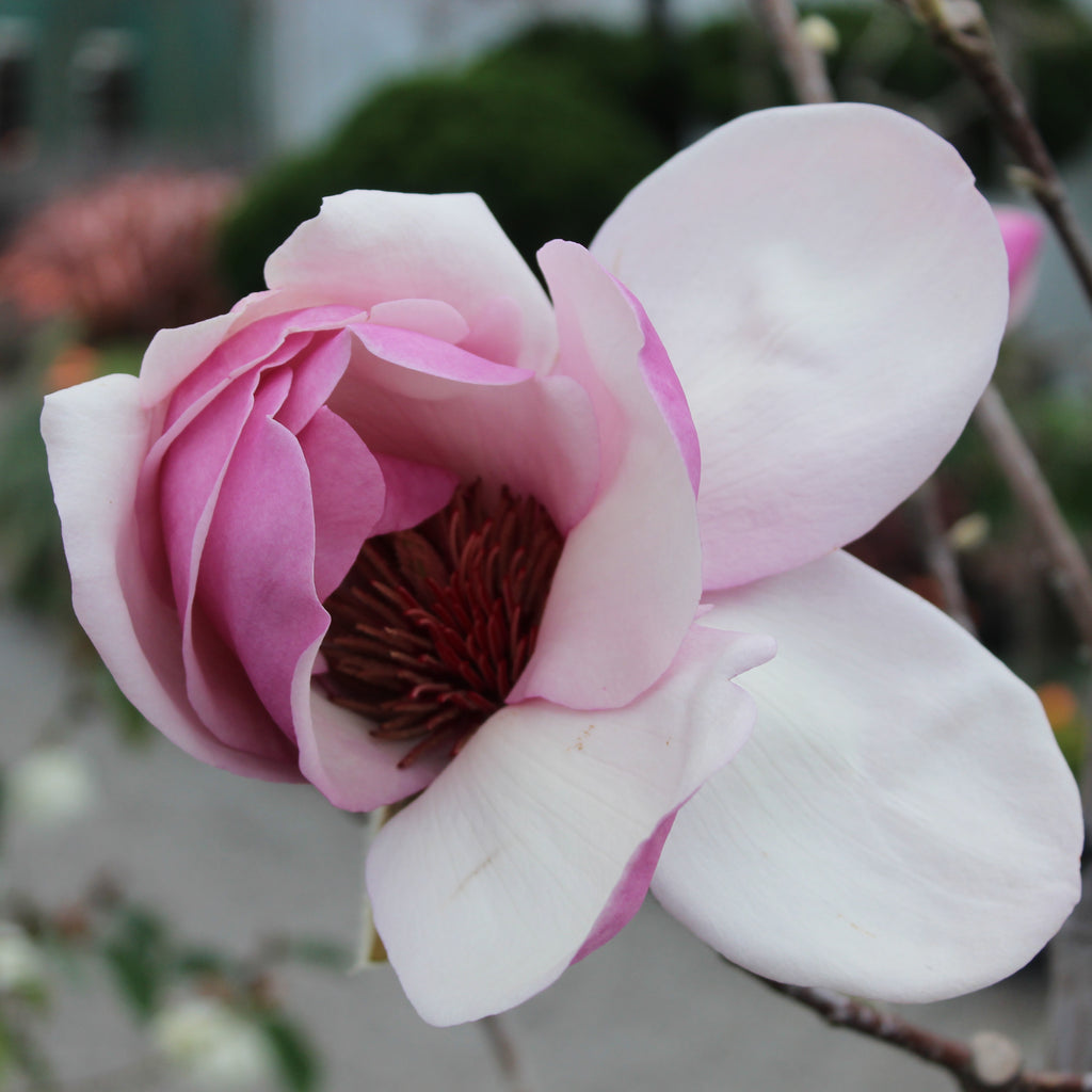 Magnolia Iolanthe Image