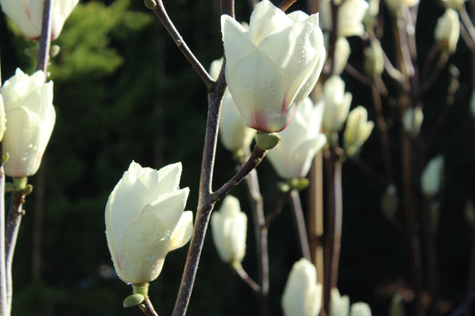 Magnolia Lennei Alba