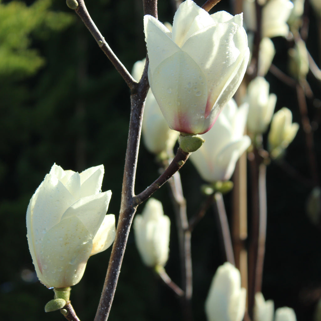 Magnolia Lennei Alba Image