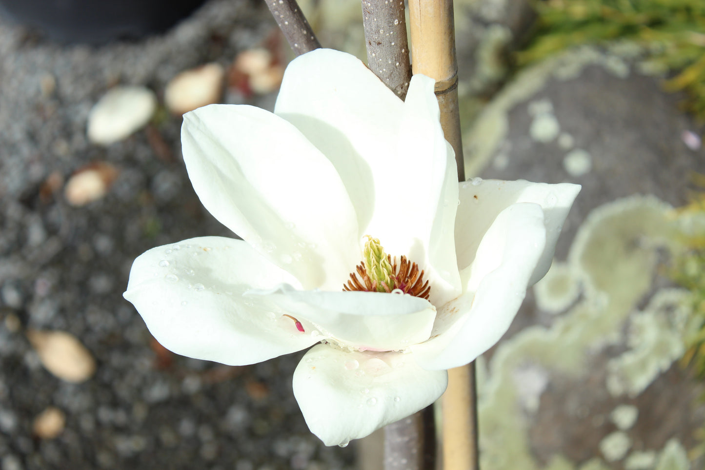 Magnolia Lennei Alba 2