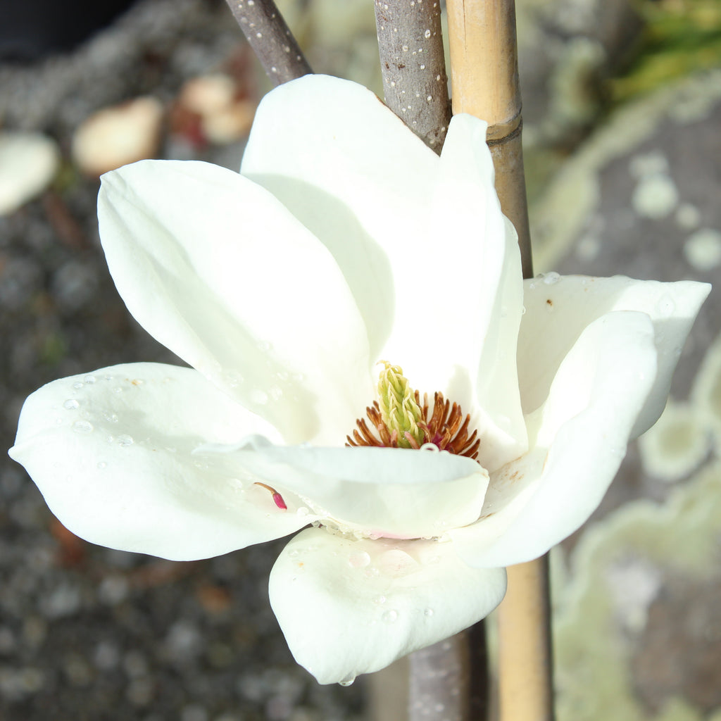 Magnolia Lennei Alba Image