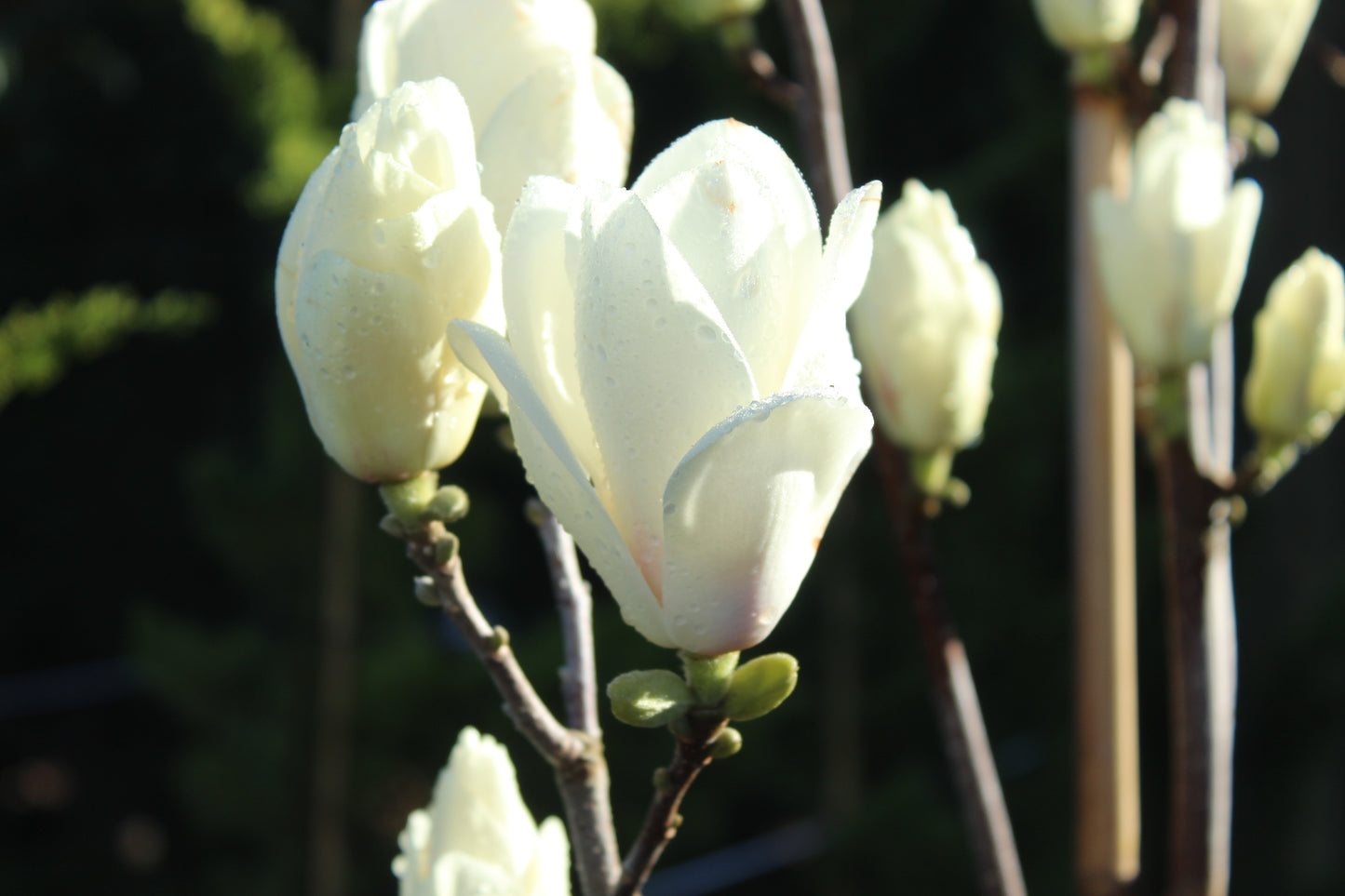 Magnolia Lennei Alba 3