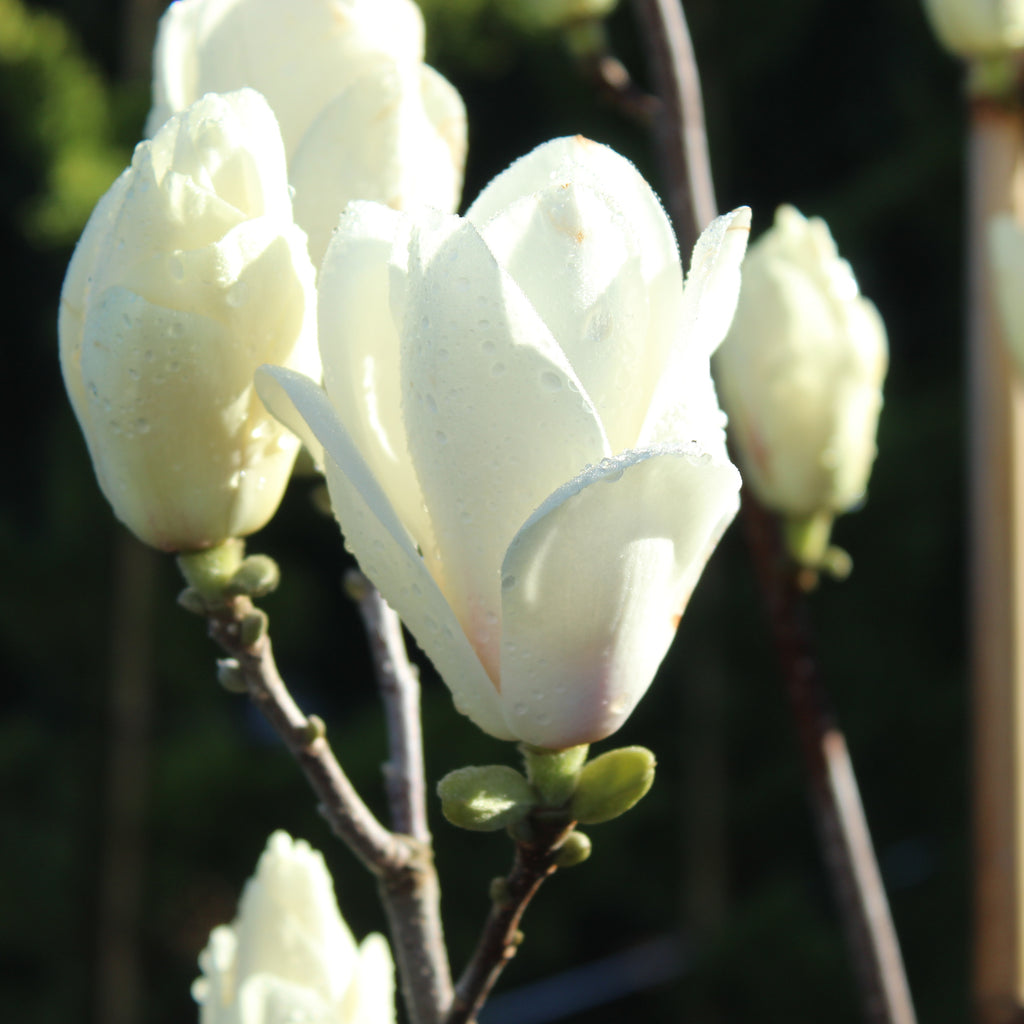 Magnolia Lennei Alba Image