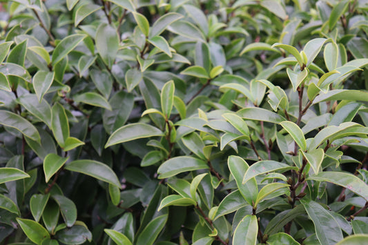 Magnolia Stellar Ruby