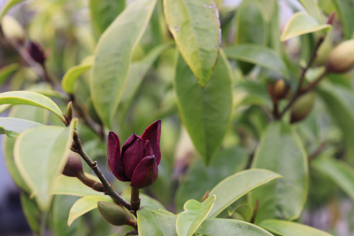 Magnolia Stellar Ruby 2