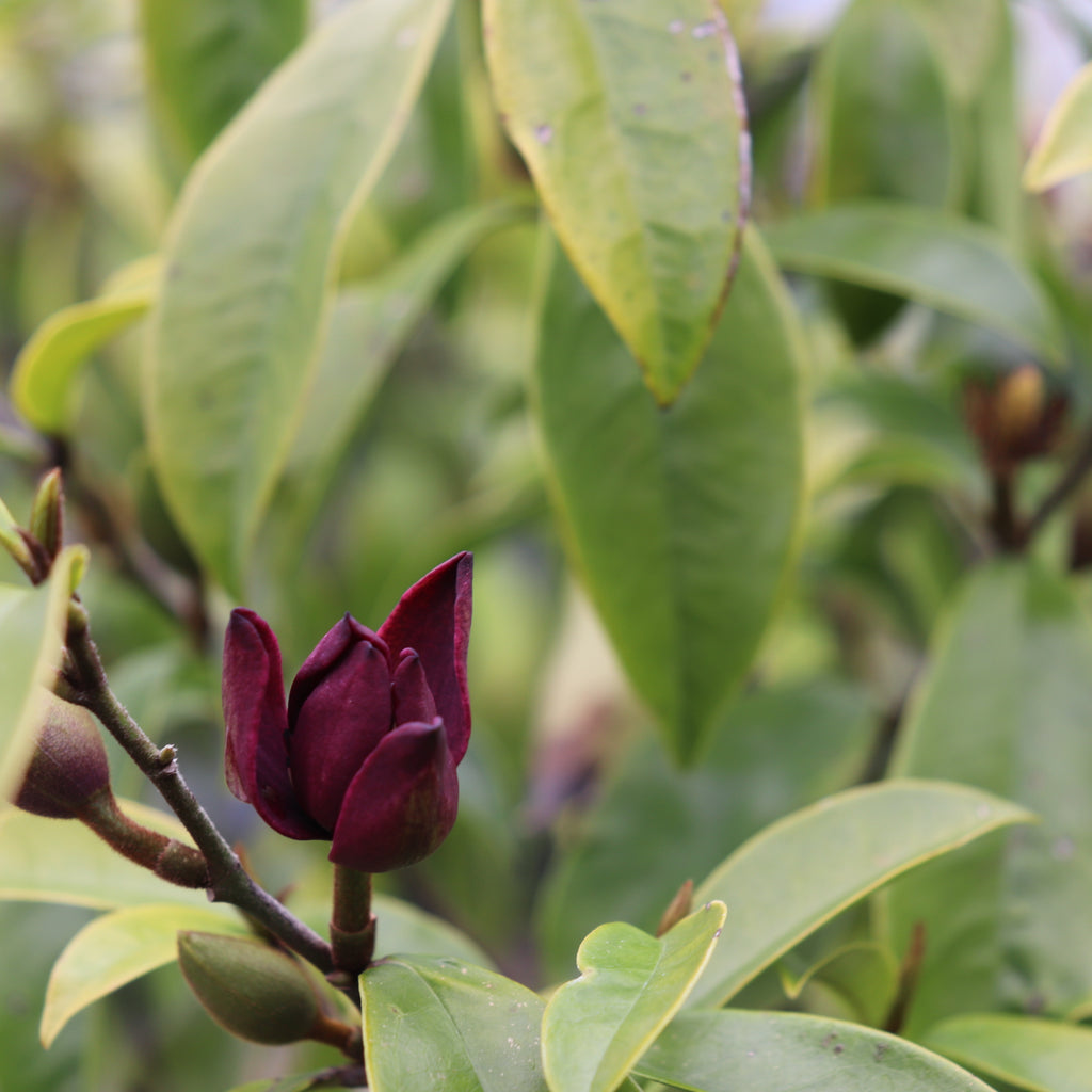Magnolia Stellar Ruby Image