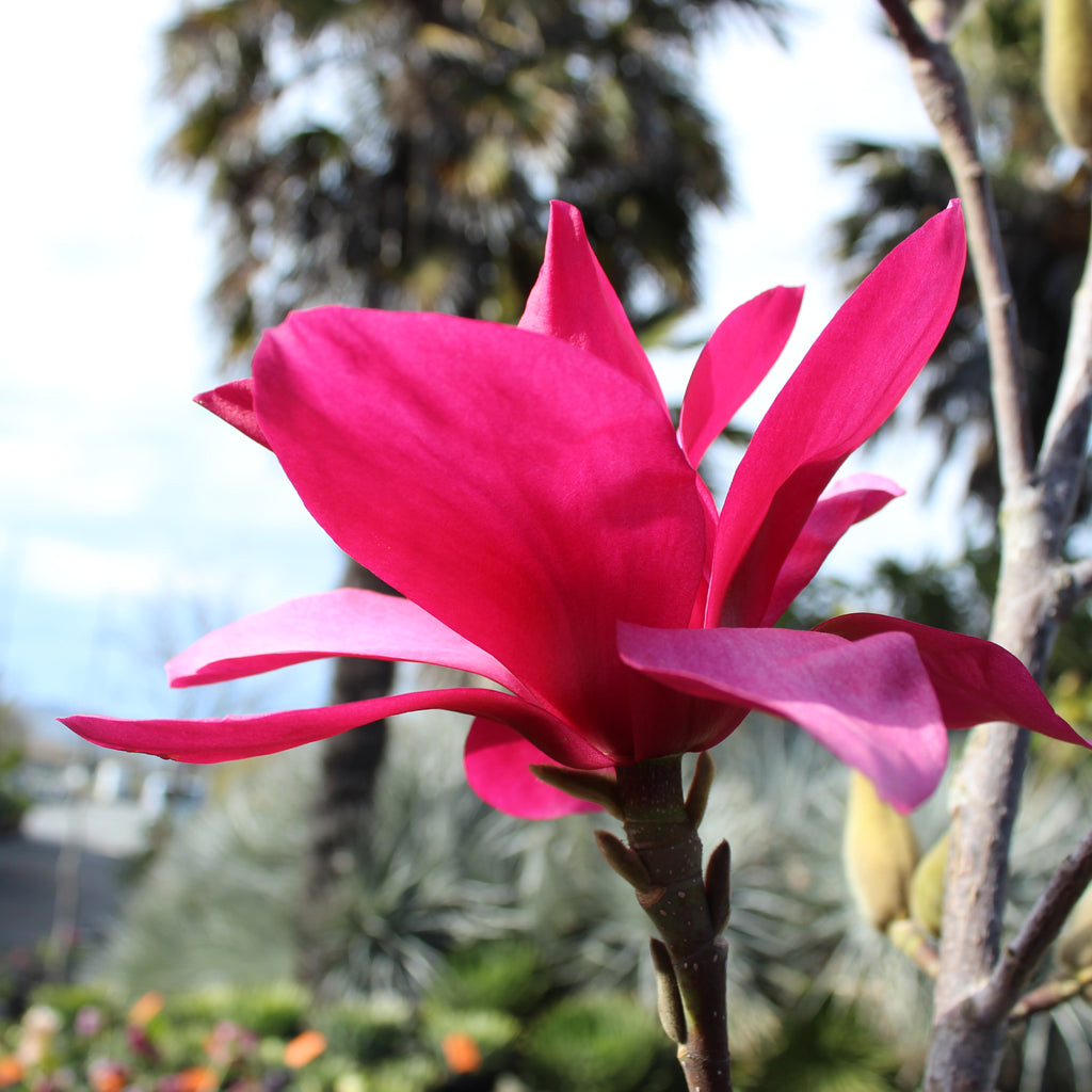 Magnolia Strawberry Fields Image
