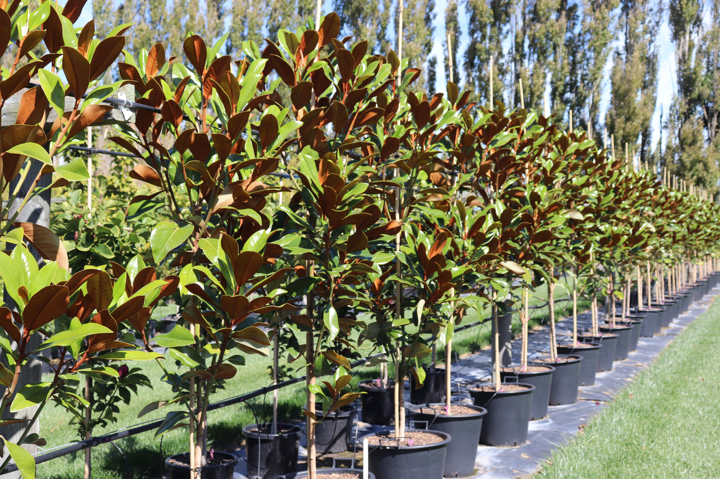 Magnolia grandiflora Blanchard