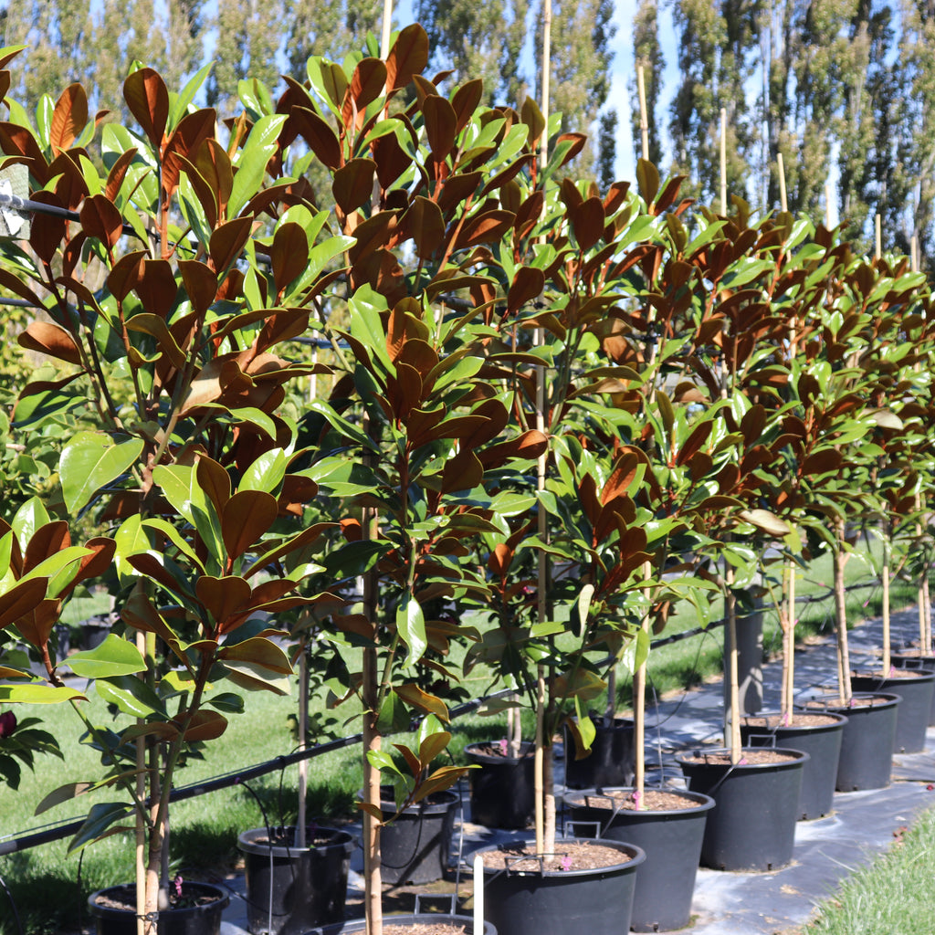 Magnolia grandiflora Blanchard Image
