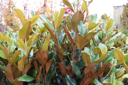 Magnolia grandiflora Super Gem