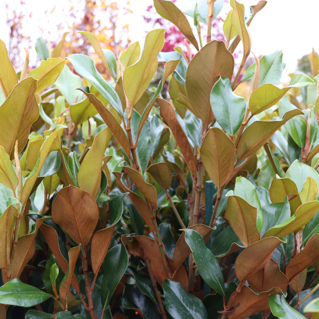 Magnolia grandiflora Super Gem Image