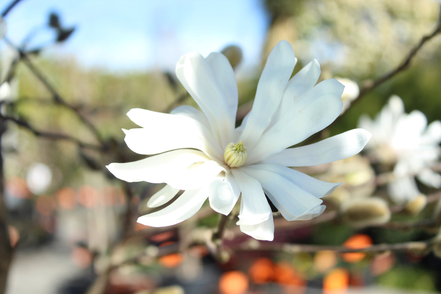 Magnolia stellata Royal Star 2