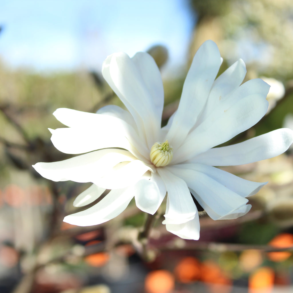 Magnolia stellata Royal Star Image