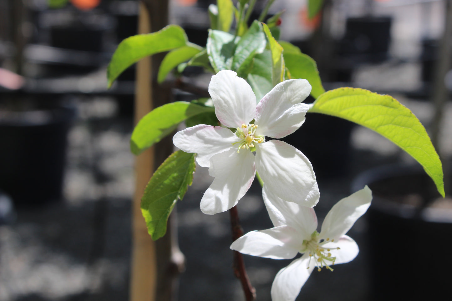 Malus Jack Humm 2