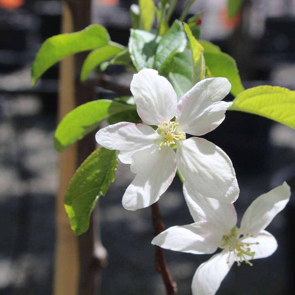 Malus Jack Humm Image