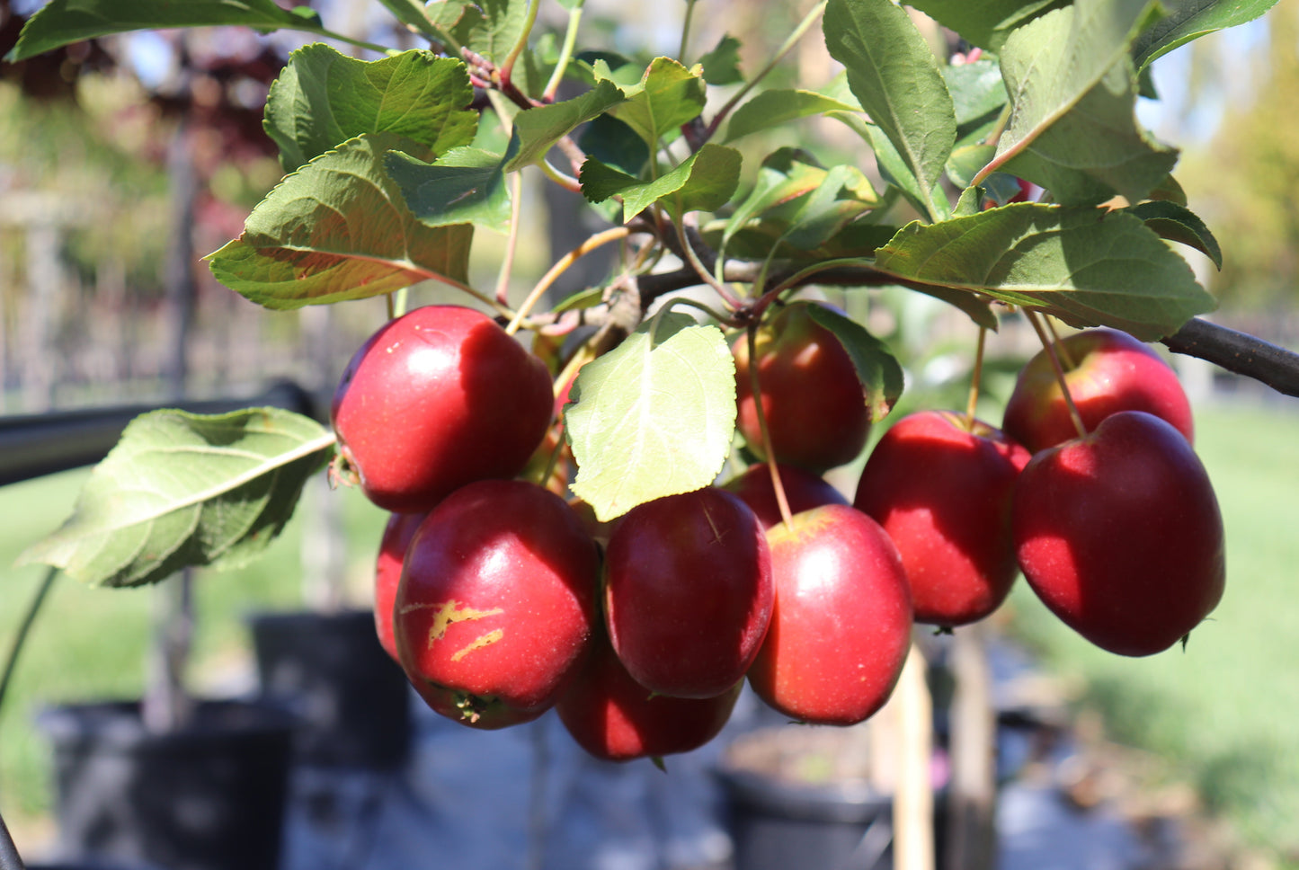 Malus Jack Humm 5