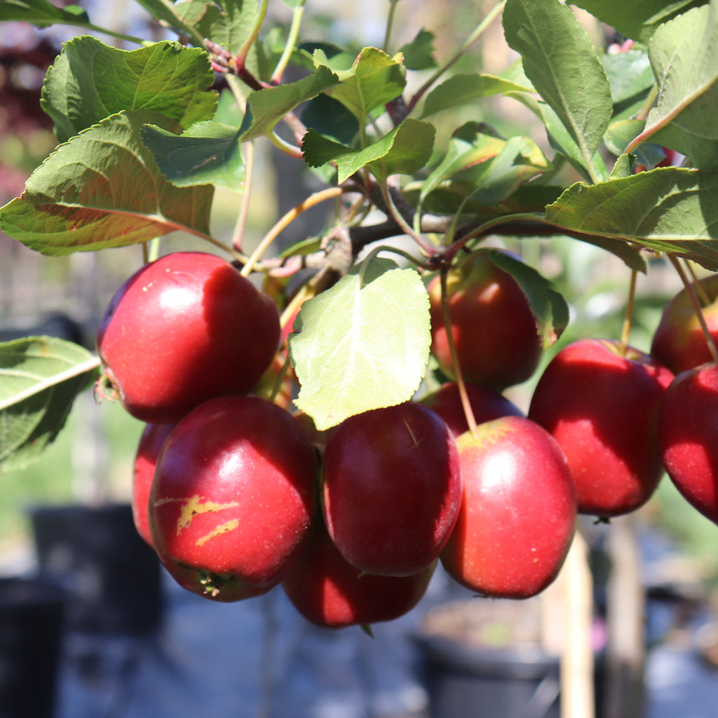 Malus Jack Humm Image