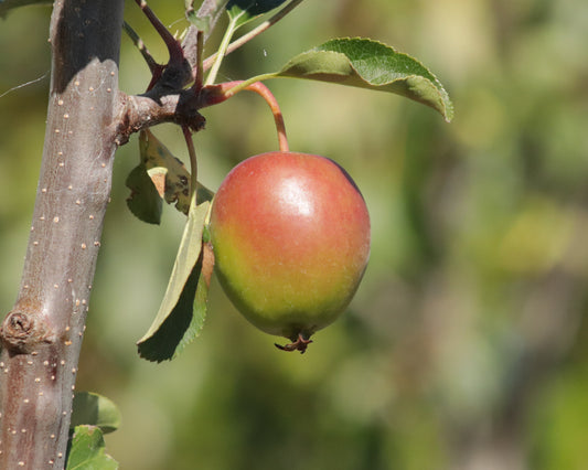 Malus Jack Humm apple
