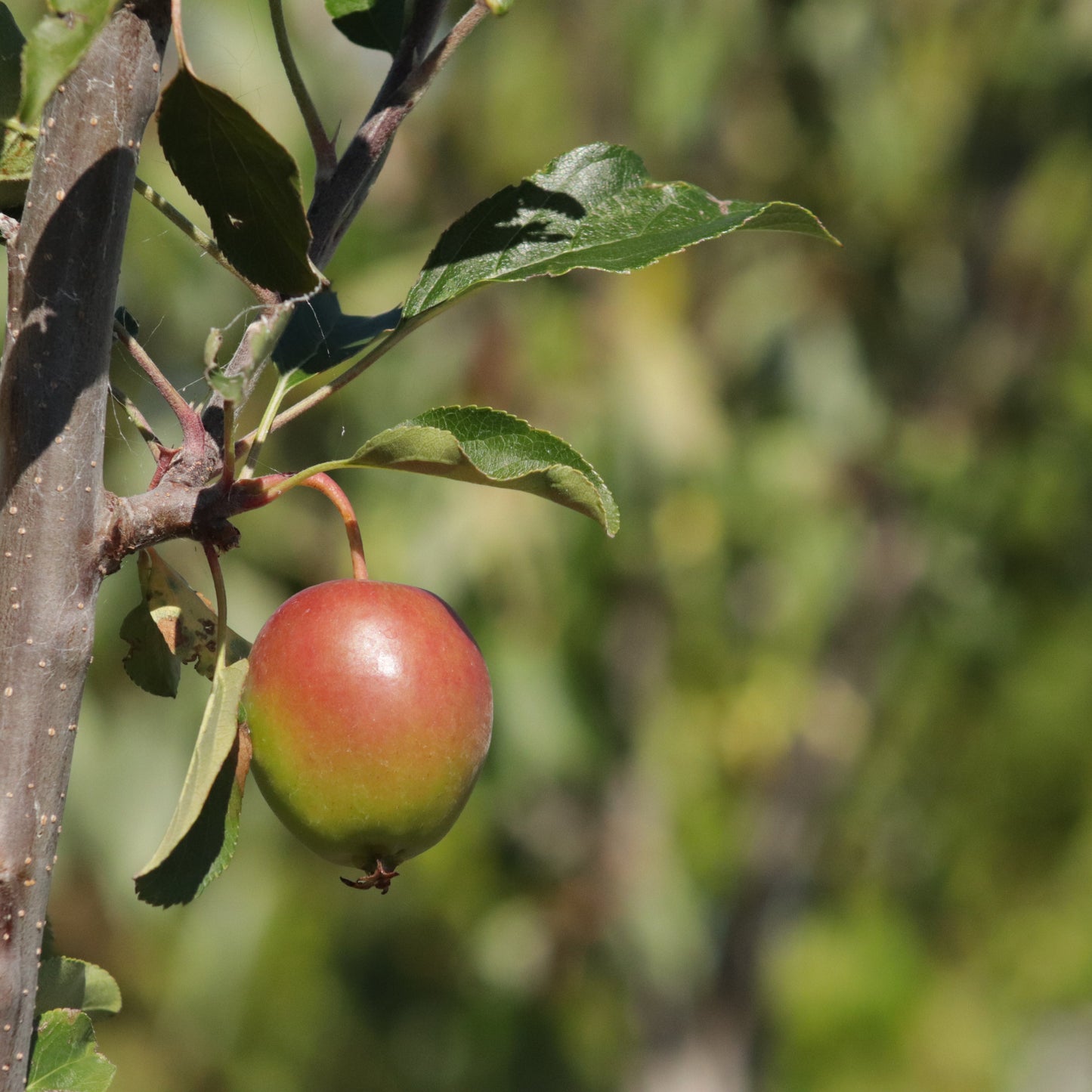 Malus Jack Humm apple 2 