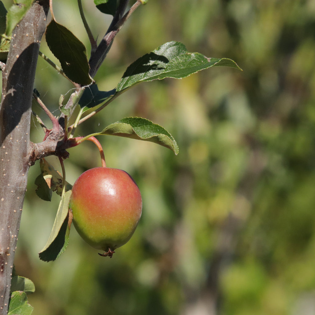 Malus Jack Humm Image