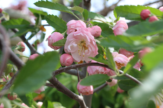 Malus ioensis Plena.