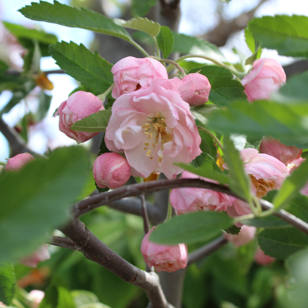 Malus ioensis Plena Image