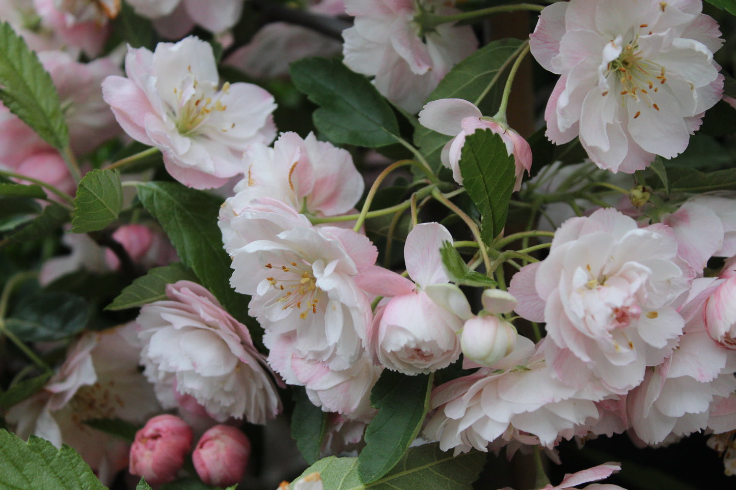 Malus ioensis Plena 2
