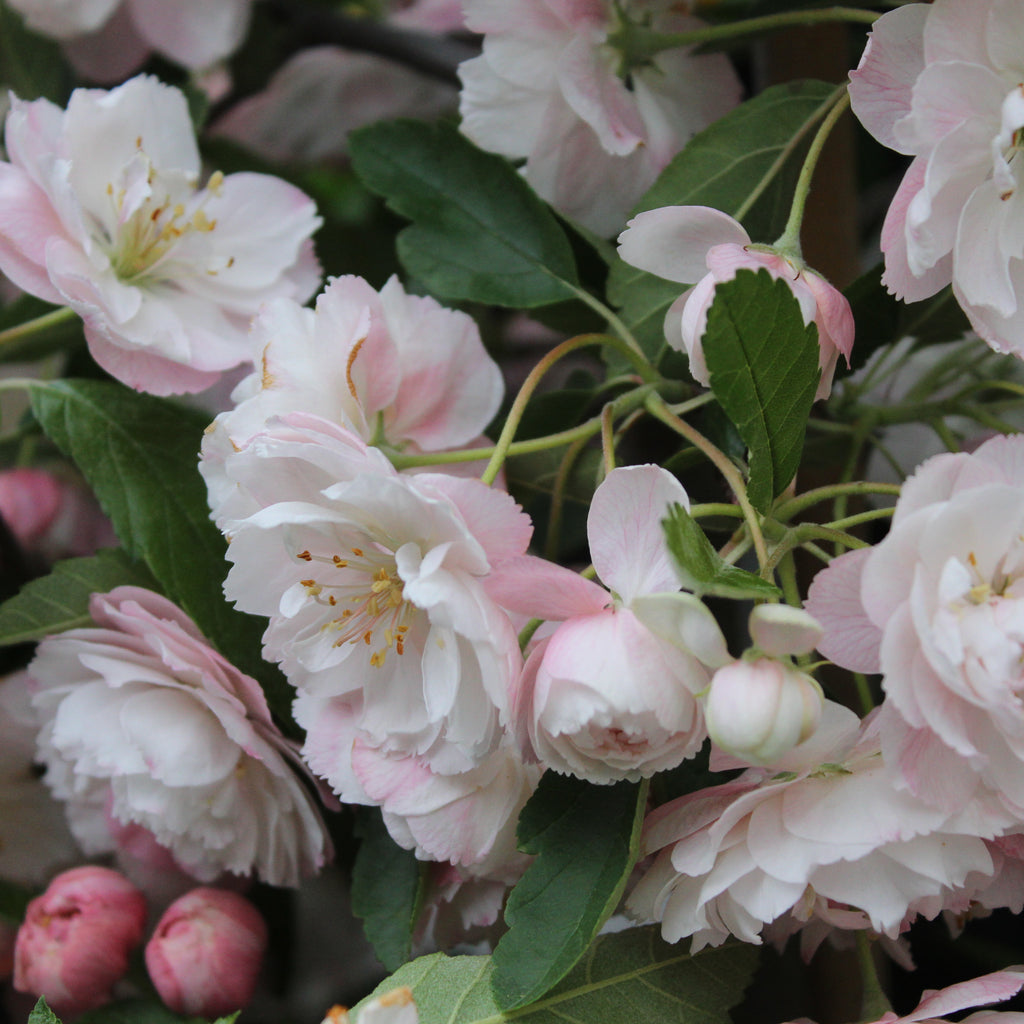 Malus ioensis Plena Image