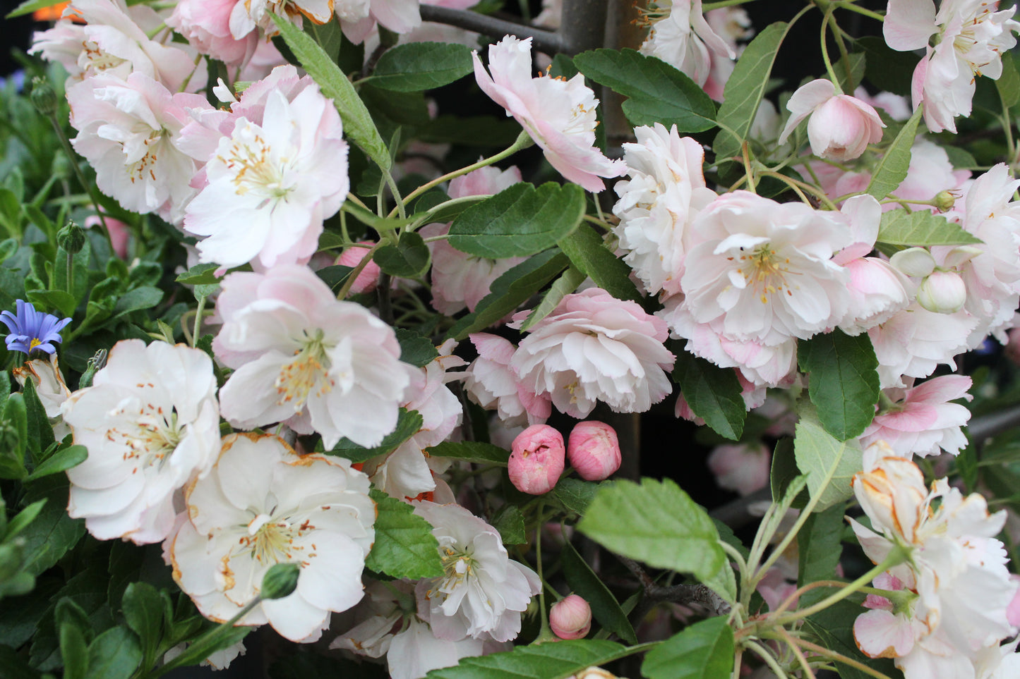 Malus ioensis Plena 3