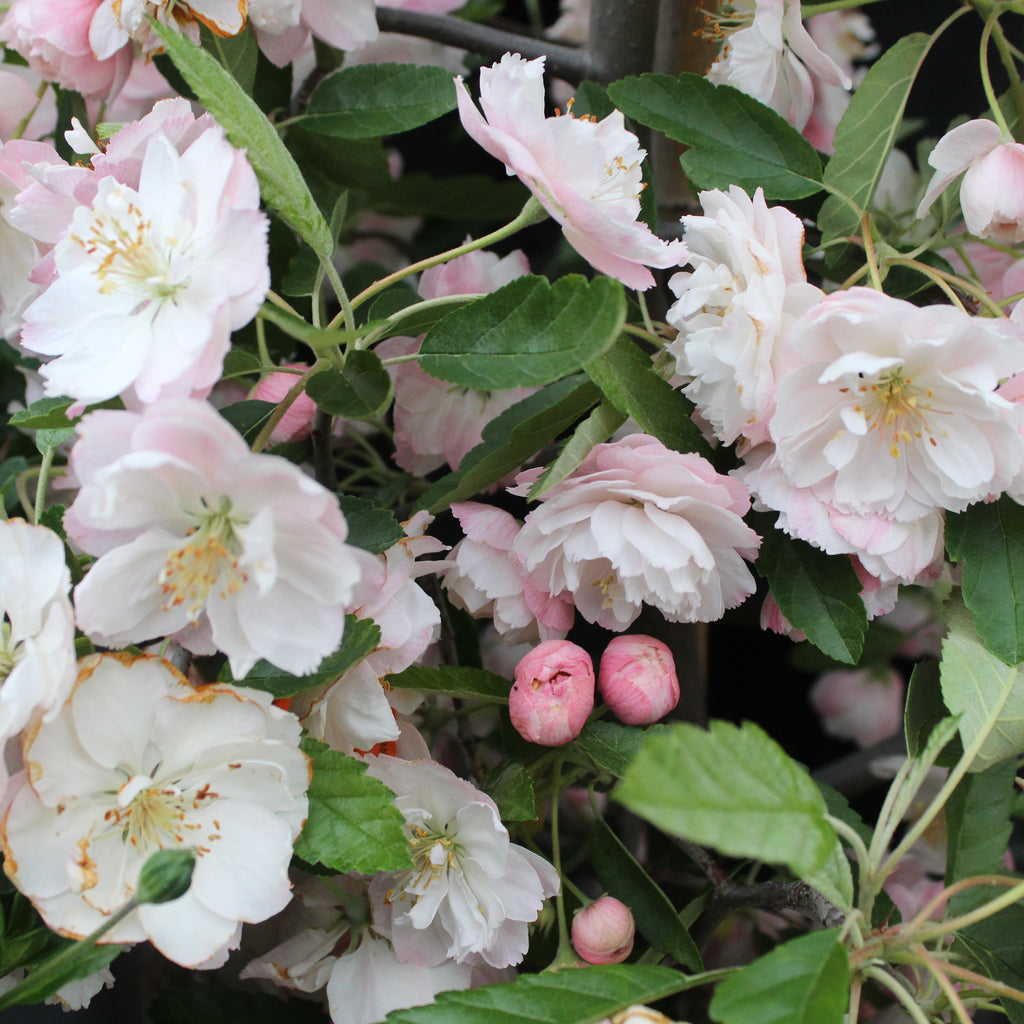 Malus ioensis Plena Image