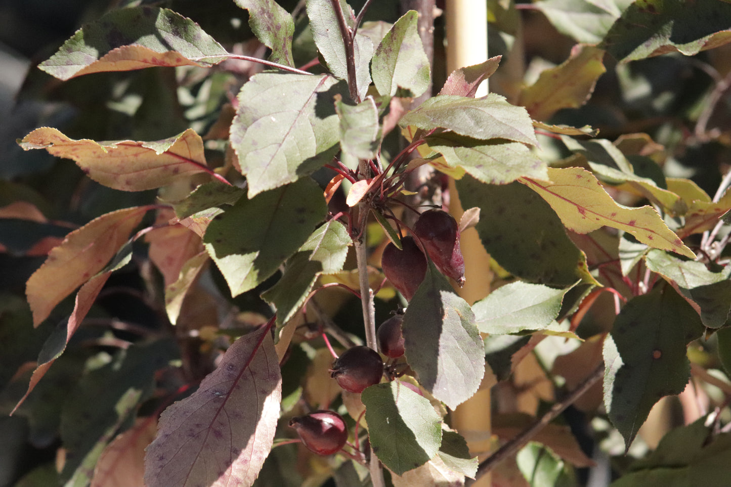 Malus strathmore