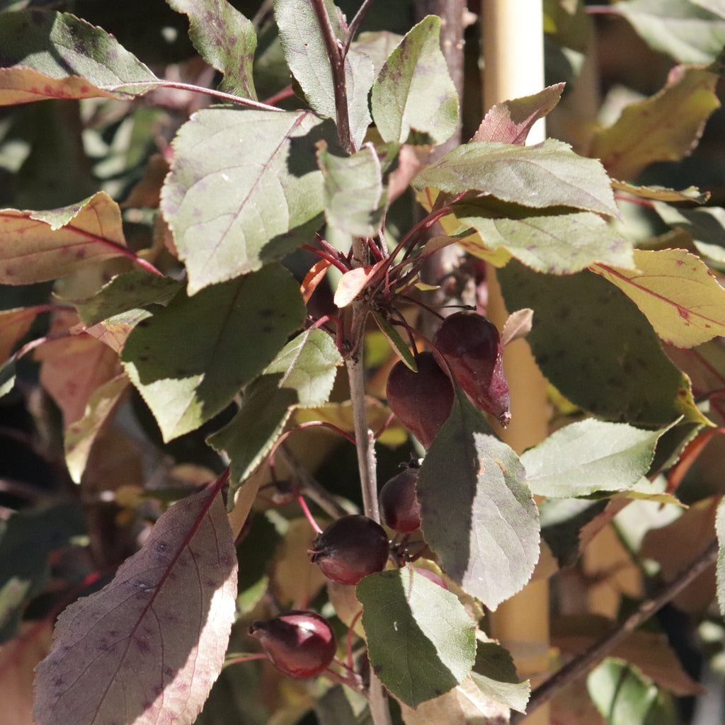 Malus strathmore Image