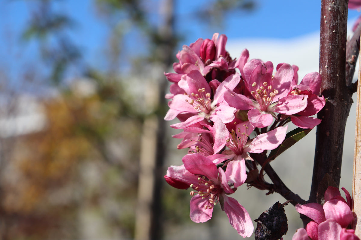 Malus strathmore 2