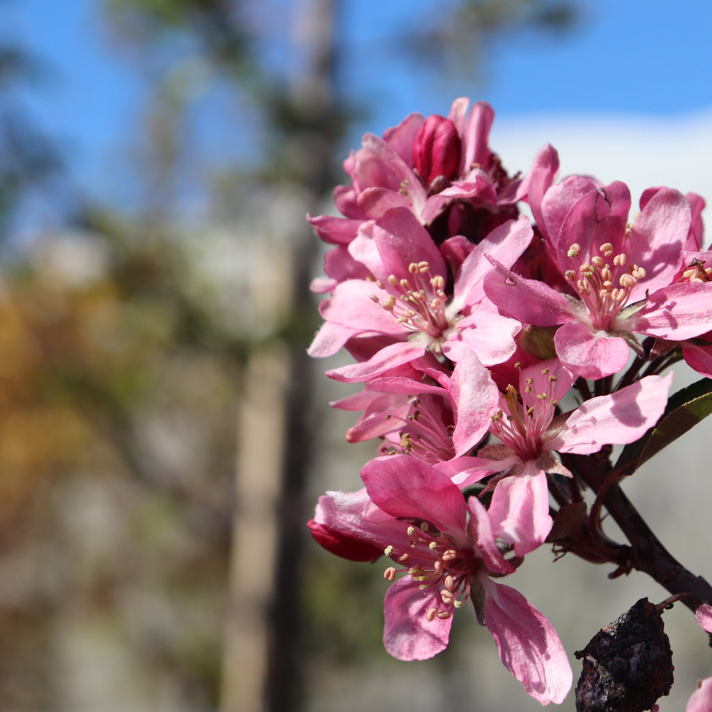 Malus strathmore Image