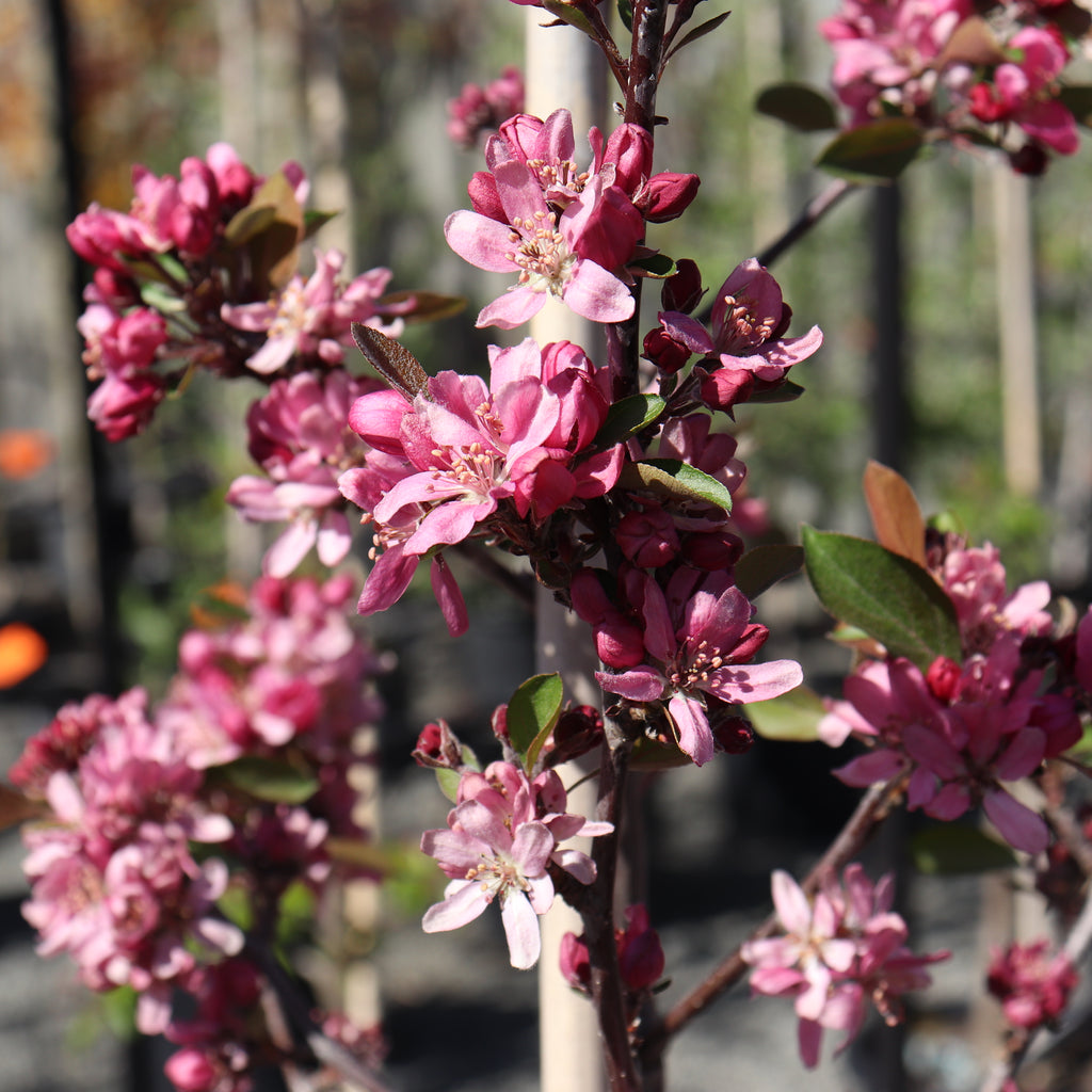 Malus strathmore Image