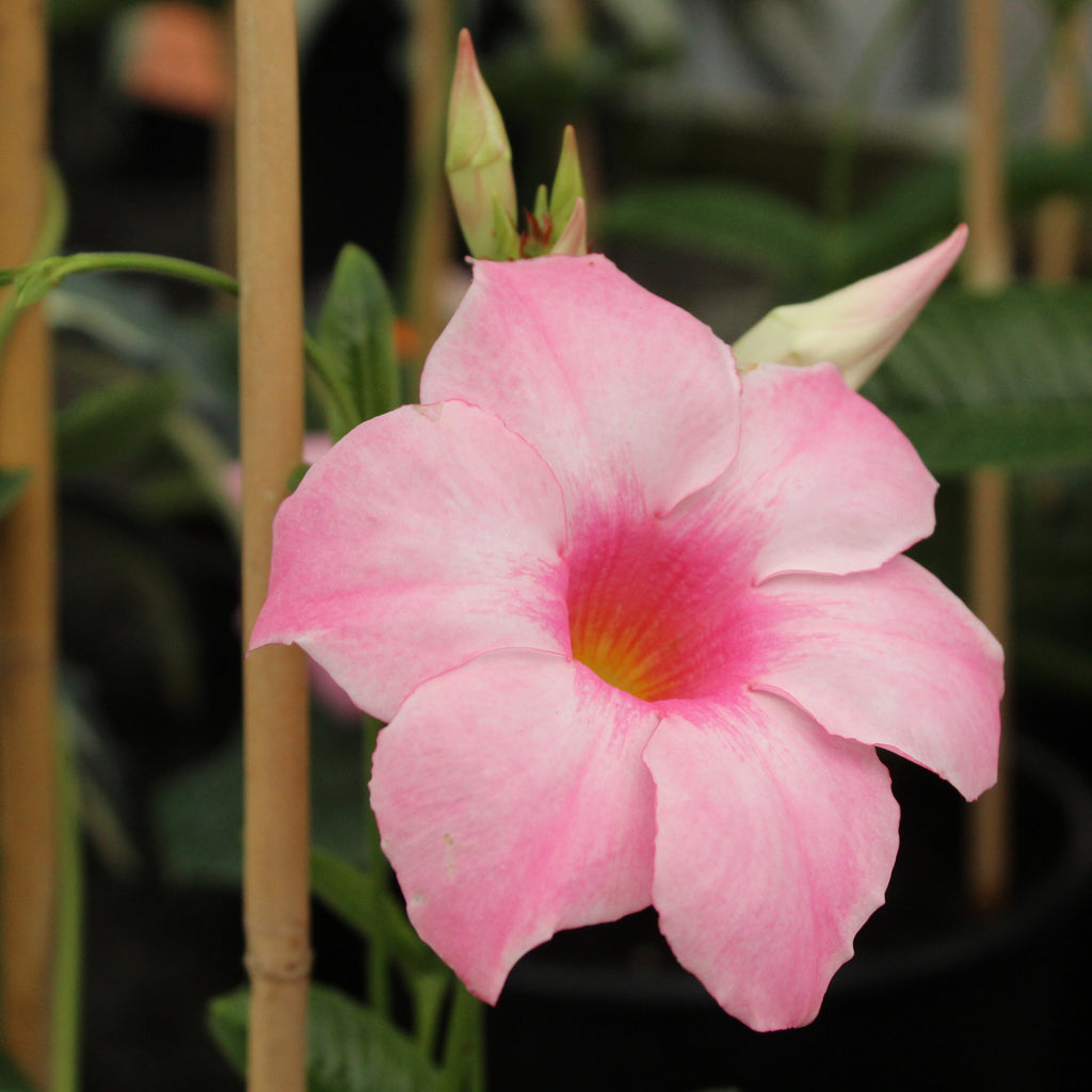 Mandevilla Alice Du Pont Image