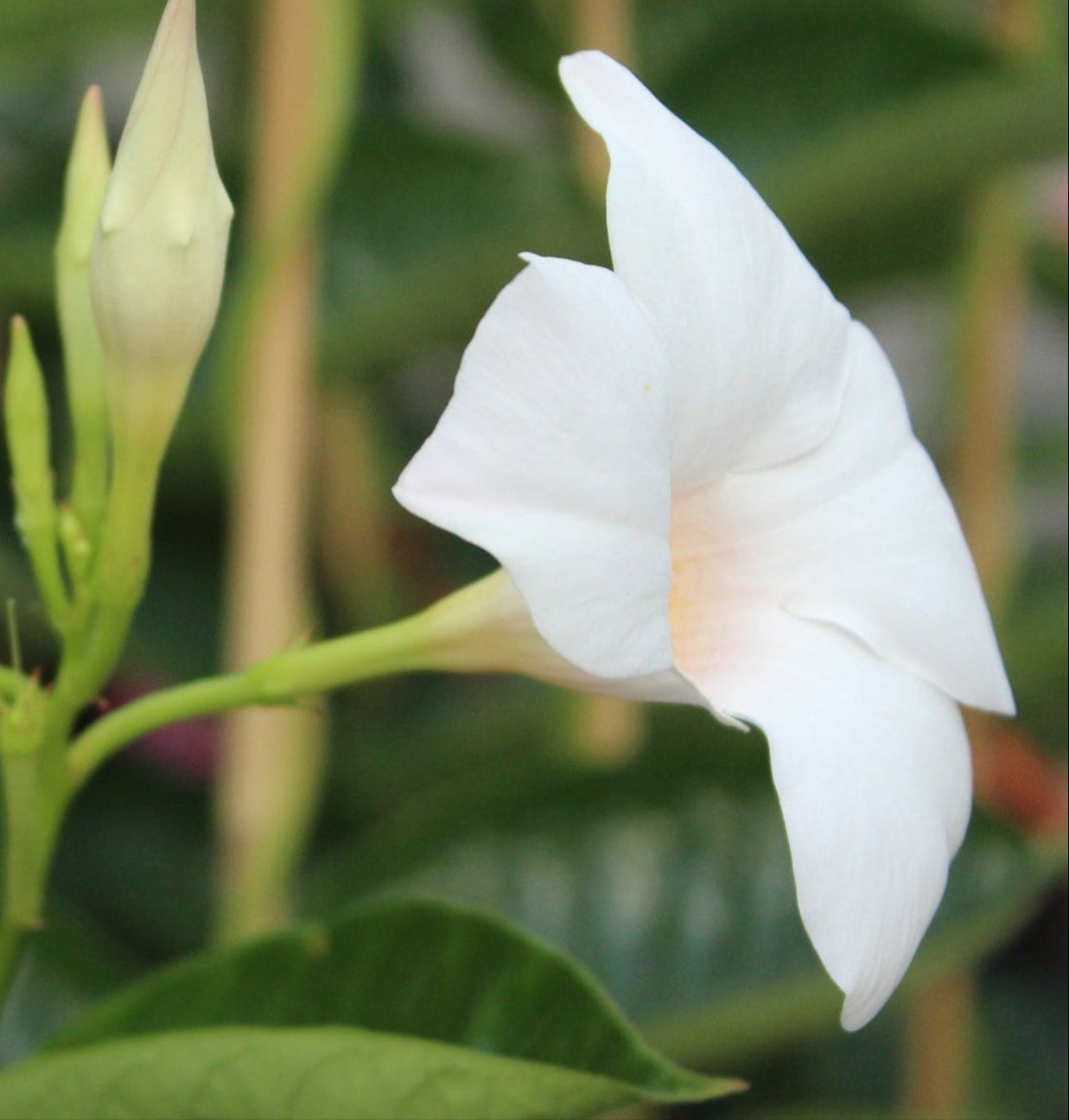 Mandevillea white