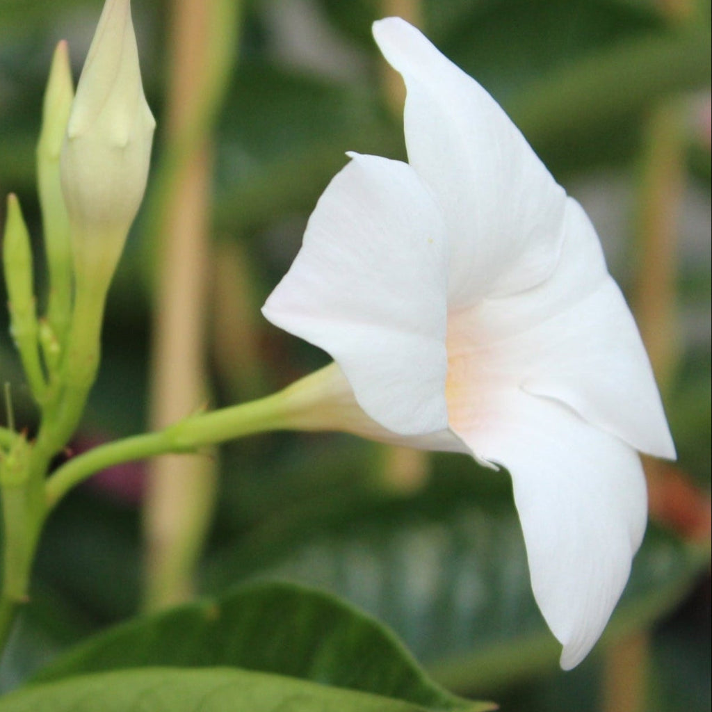 Mandevilla white Image