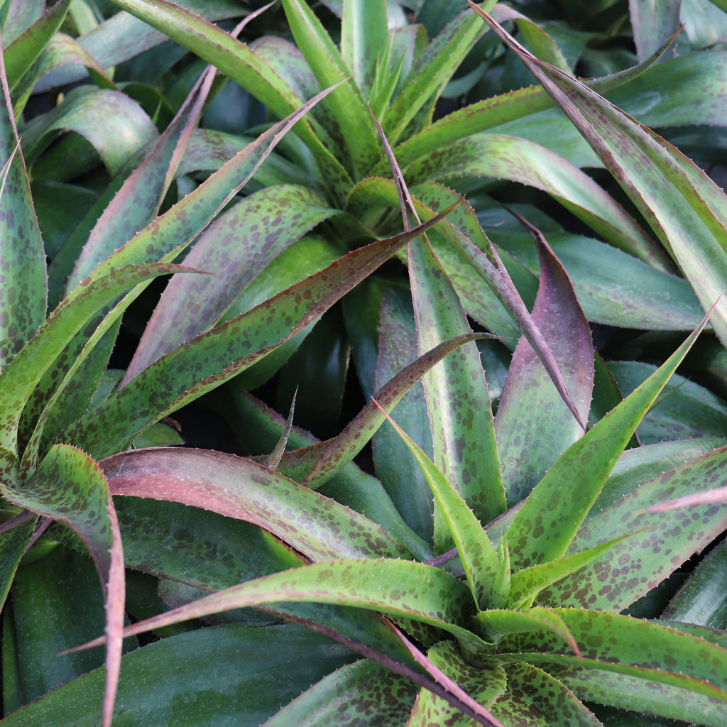 Manfreda species Image