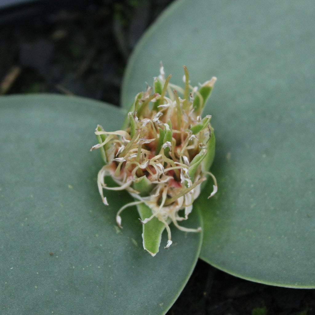 Massonia depressa Image