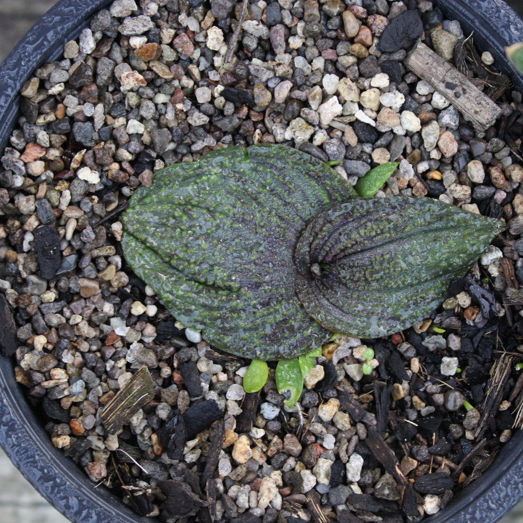 Massonia pustulata Image