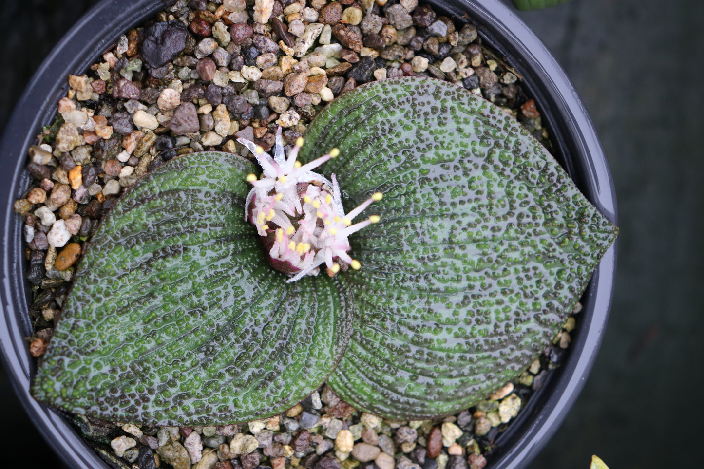 Massonia pustulata 3